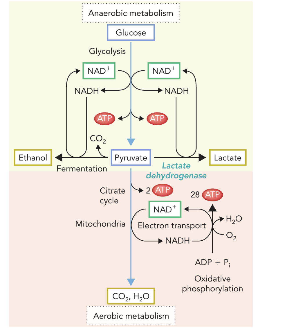 <p><strong>Q:</strong> In the diagram, what do the red arrows labeled “ATP” represent?</p>