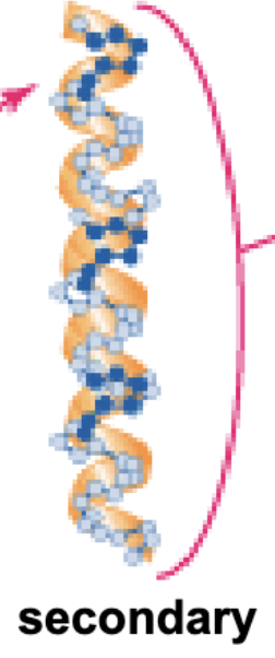 <p>Folding and twisting of the peptide backbone</p><p>Held by H-bonds between carbonyl and amine groups</p><p>R-groups stick out from backbone</p><ul><li><p>Alpha helices and beta sheets</p></li></ul><p></p>