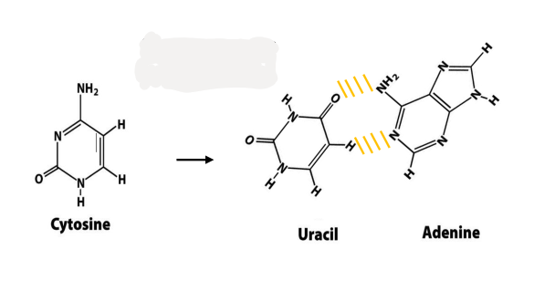 <p>cytosine loses exocyclic amino group → turns into uracil</p><ul><li><p>uracil chemically similar to thymidine = can base pair w/ adenine </p></li><li><p>leads to AT mutation if unrepaired</p></li><li><p>recognized as foreign in DNA + removed</p><ul><li><p>why DNA has thymine rather than uracil</p></li></ul></li><li><p>other bases can also undergo reaction</p></li></ul><p></p>