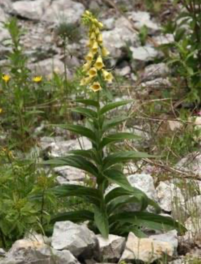 <p>Náprstník velkokvětý kriticnikovite </p>