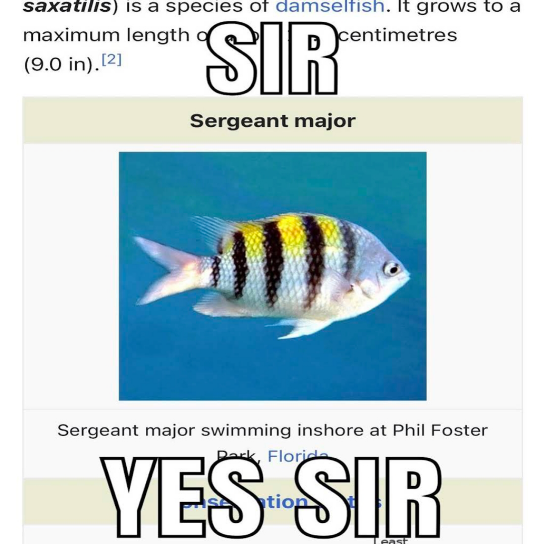 <p>Sergeant Major, <em>Abudefduf saxatilis (Asa)</em></p>