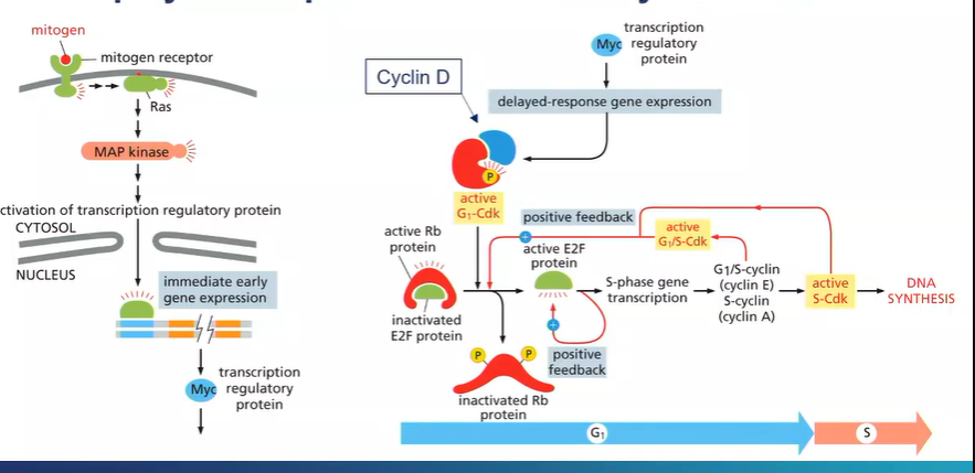 <p>mitogens - tell a cell to undergo mitosis</p><p>bind to mitogen receptors</p><p>induce a signalling cascade which cause changes to gene expression</p><p>genes are turned on in seconds/minutes</p><p>transcription factor -<strong> Myc</strong></p><p>induced expression of  other genes -<strong> cyclin D</strong></p><p>binds to <strong>G1-Cdk</strong> - important regulators of the cell cycle</p><p>active G1-Cdk phosphorylates the Rb gene</p><p>the active form the Rb gene keeps the E2F protein in an inactive conformation</p><p>so mitogenic signalling presence, the Rb protein is phosphorylated so it becomes inactivated and the E2F is activated which leads to inducing of genes needed for  cells to proceed from the G1 phase of the cell cycle to the s cycle</p><p>so mitogenic activation leads to continuation of DNA synthesis</p><p>causing retinoblastoma cells to proliferate continuously </p>