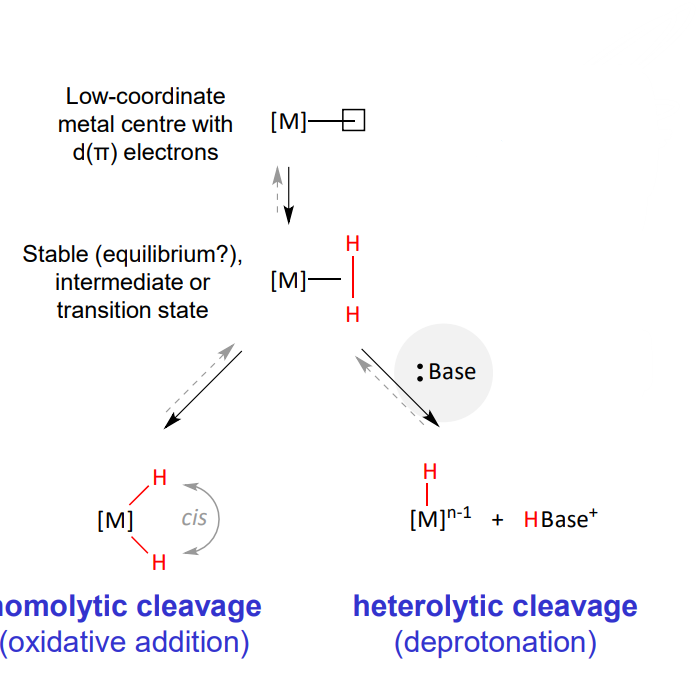 <ol><li><p>low coordinate metal centre with d(pi) electrons (free coordination site)</p></li><li><p>stable intermediate or TS (of metal and dihydrogen)</p></li><li><p>either </p><ul><li><p>homolytic cleavage via oxidative addition change in VN = +2 </p></li><li><p>heterolytic cleavage via deprotonation by base, change in VN = 0</p></li></ul></li></ol><p></p>