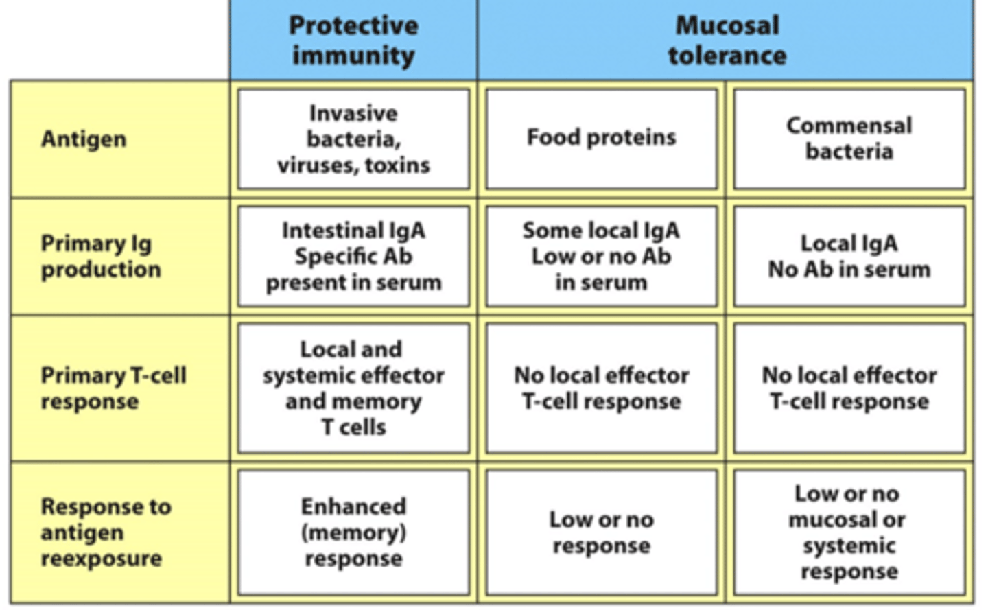 <p>- Mucosal tolerance = from food proteins and commensal bacteria</p><p>- Very local/low levels of IgA here to keep these antigens in check</p><p>- IgA will still bind to/target commensal organisms</p><p>--&gt; Ties them up in big complexes to prevent them from coming in and causing an immune response</p><p>- No local effector T cell response</p><p>- Low/no mucosal/systemic response to these antigens</p>