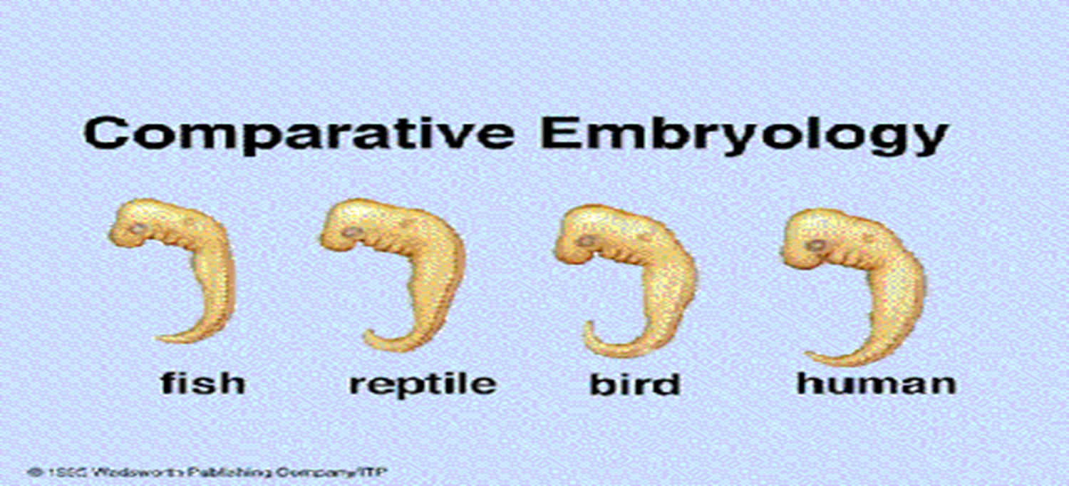 <p>in early stages, many organisms provide evidence that they shared a common ancestor </p>