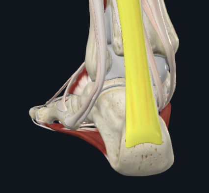 <p>What is this tendon</p>