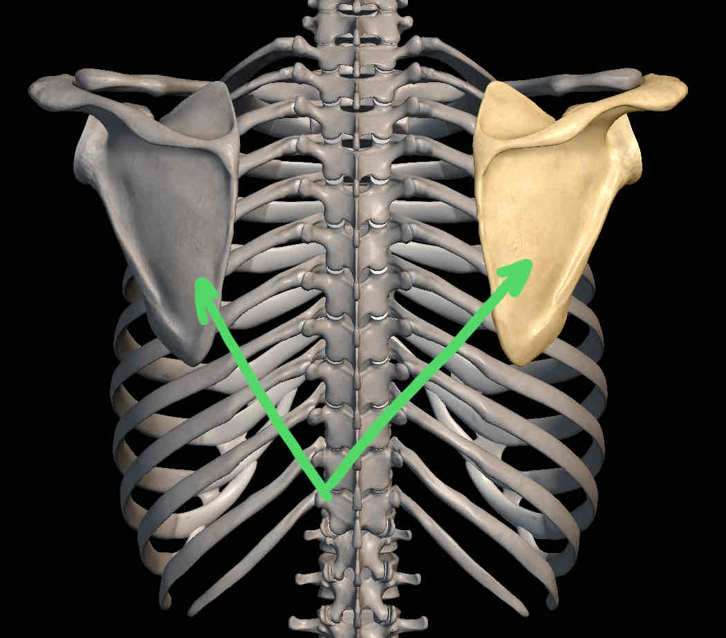 <p>Name the bone </p>