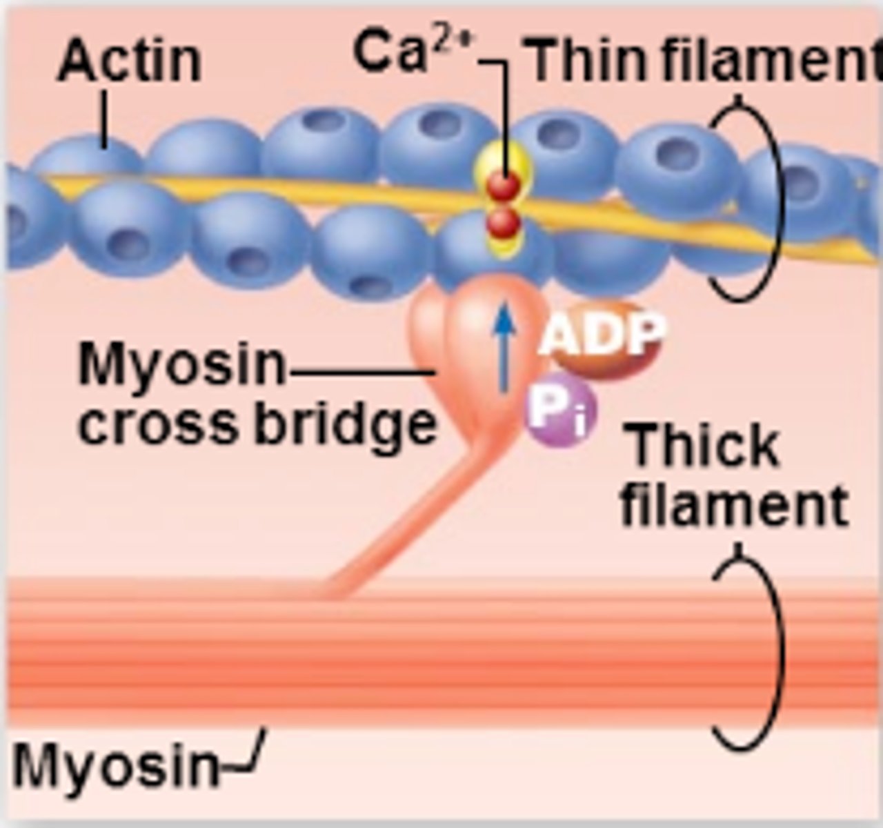<p>High-energy myosin head attaches to active site on the thin filament (actin)</p>