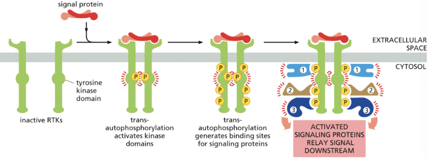 <p>case of<strong> receptor tyrosine kinases→</strong> when 2 monomers are brought together by binding of a dimerized signal protein</p>