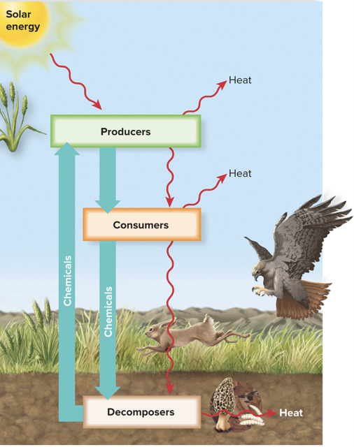 <p>Obtain and use energy from the environment</p>