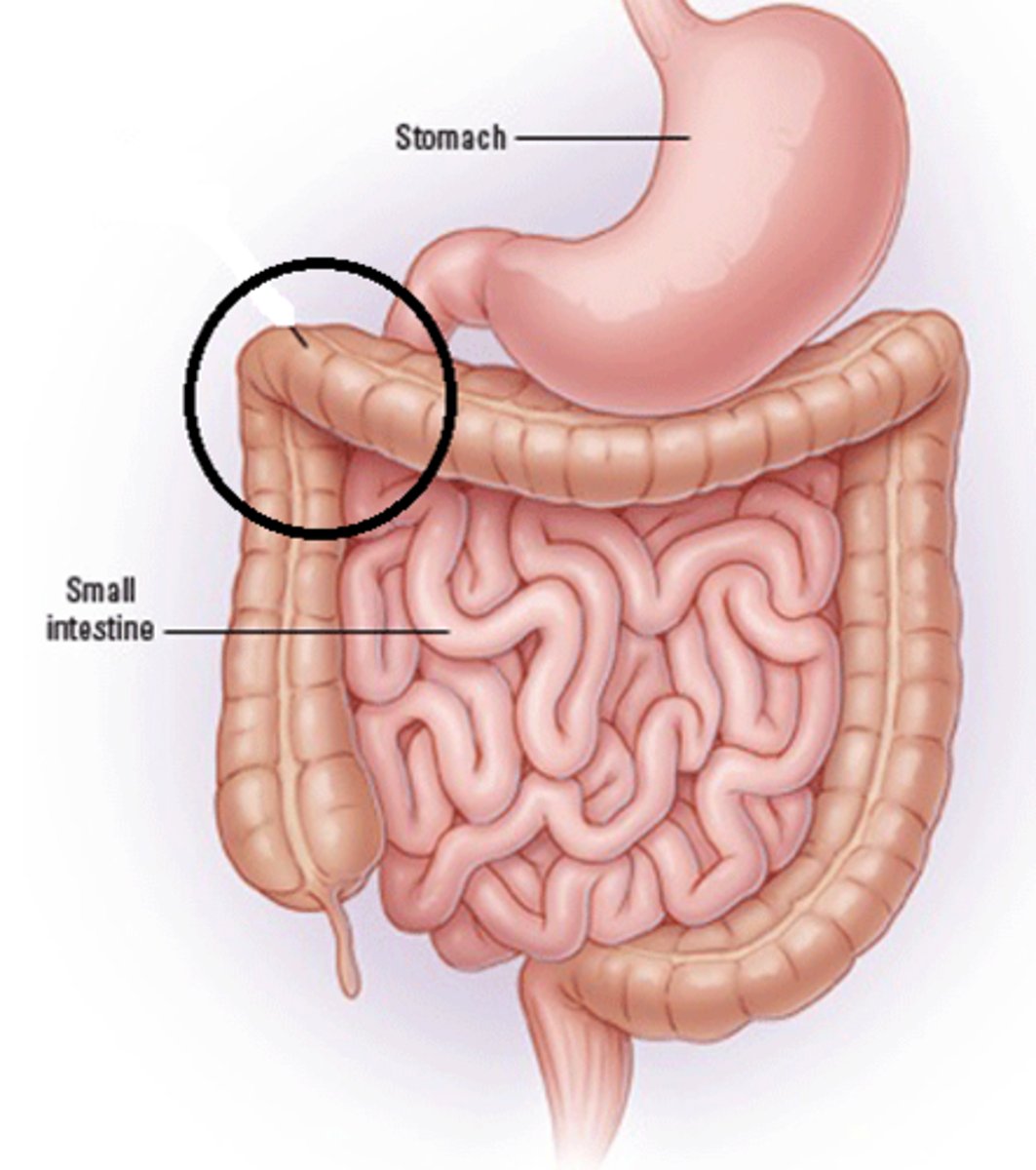 <p>The bend in the colon between the ascending and transverse colon.</p>