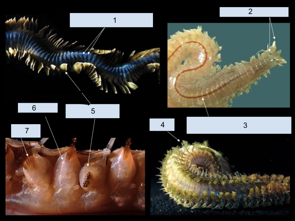 Polychaete structures