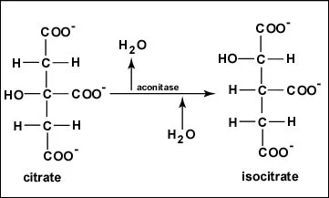 <p>aconitase</p>
