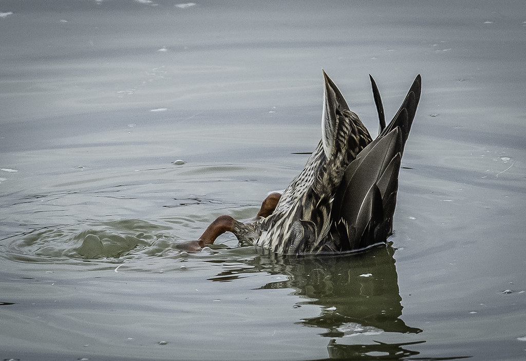 <p>Mallard</p><p>(<span data-name="female" data-type="emoji">♀</span> pictured here)</p>