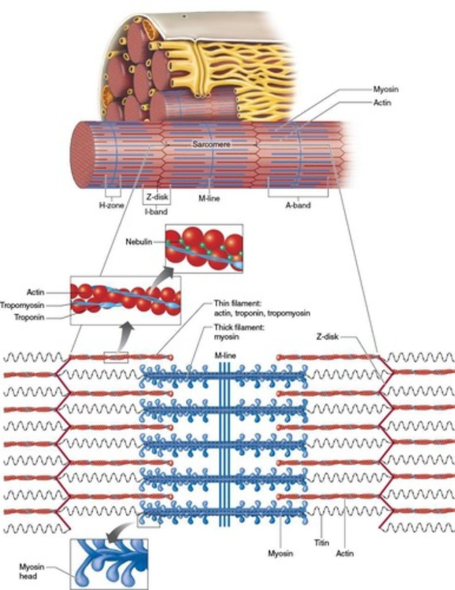 <p>Sarcomere.</p>