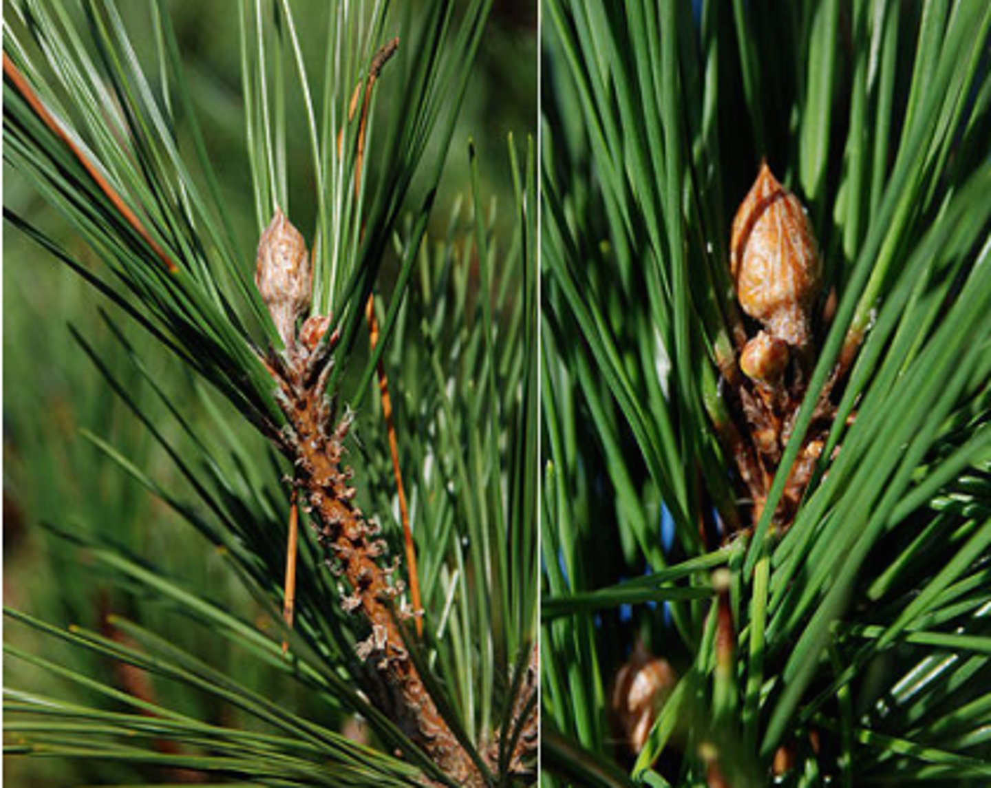 <p>Pinus nigra</p>