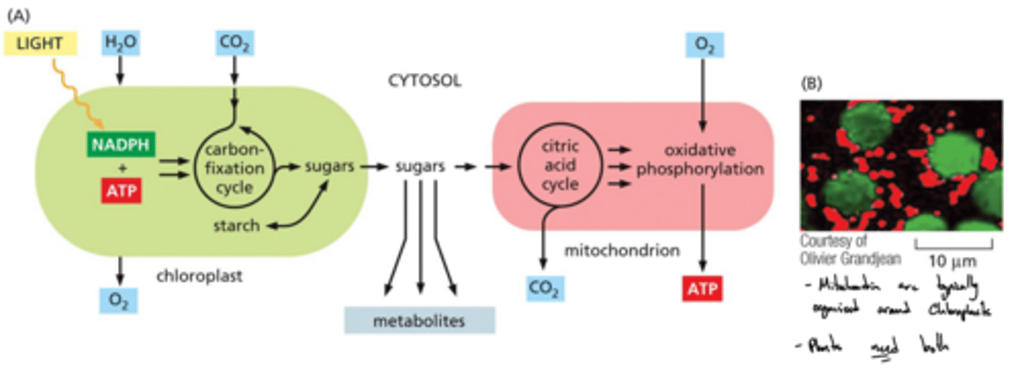 <p>How do chloroplasts and mitochondria collaborate within a plant cell?</p>
