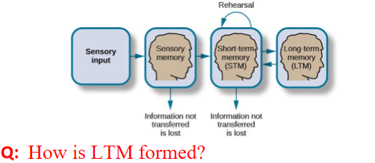 <p>How is LTM formed?</p>