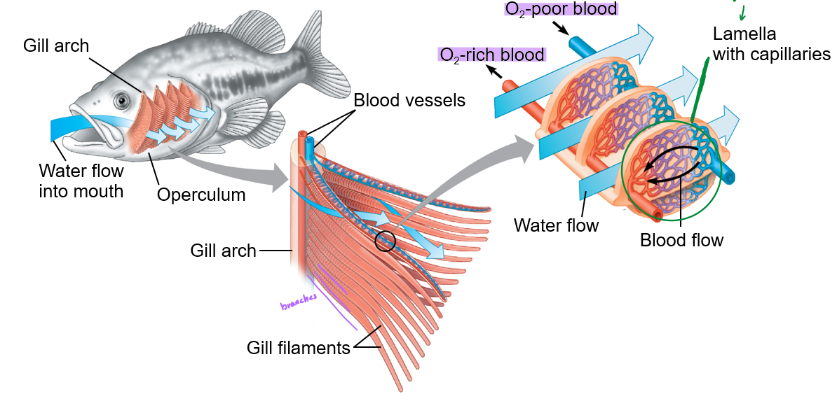 <p>lamella(where exchange occurs) that is with capillaries, gill filaments(the branches), gill arch</p>