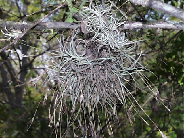 <p>Ball Moss</p>