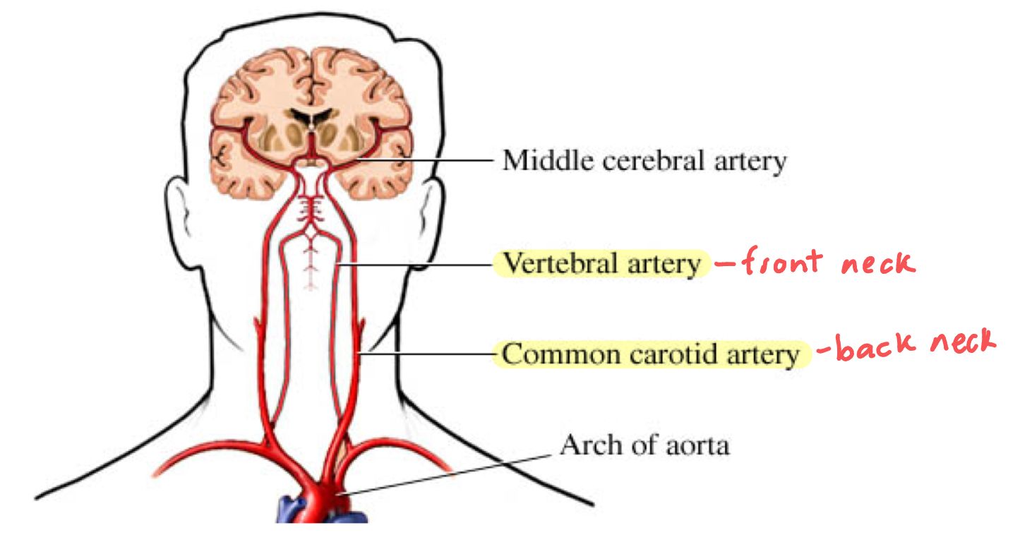 <p>vascular system</p>