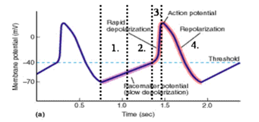 <ol><li><p>slow</p></li><li><p>rapid depolarization</p></li><li><p>action</p></li><li><p>rapid repolarization</p></li></ol><p></p>