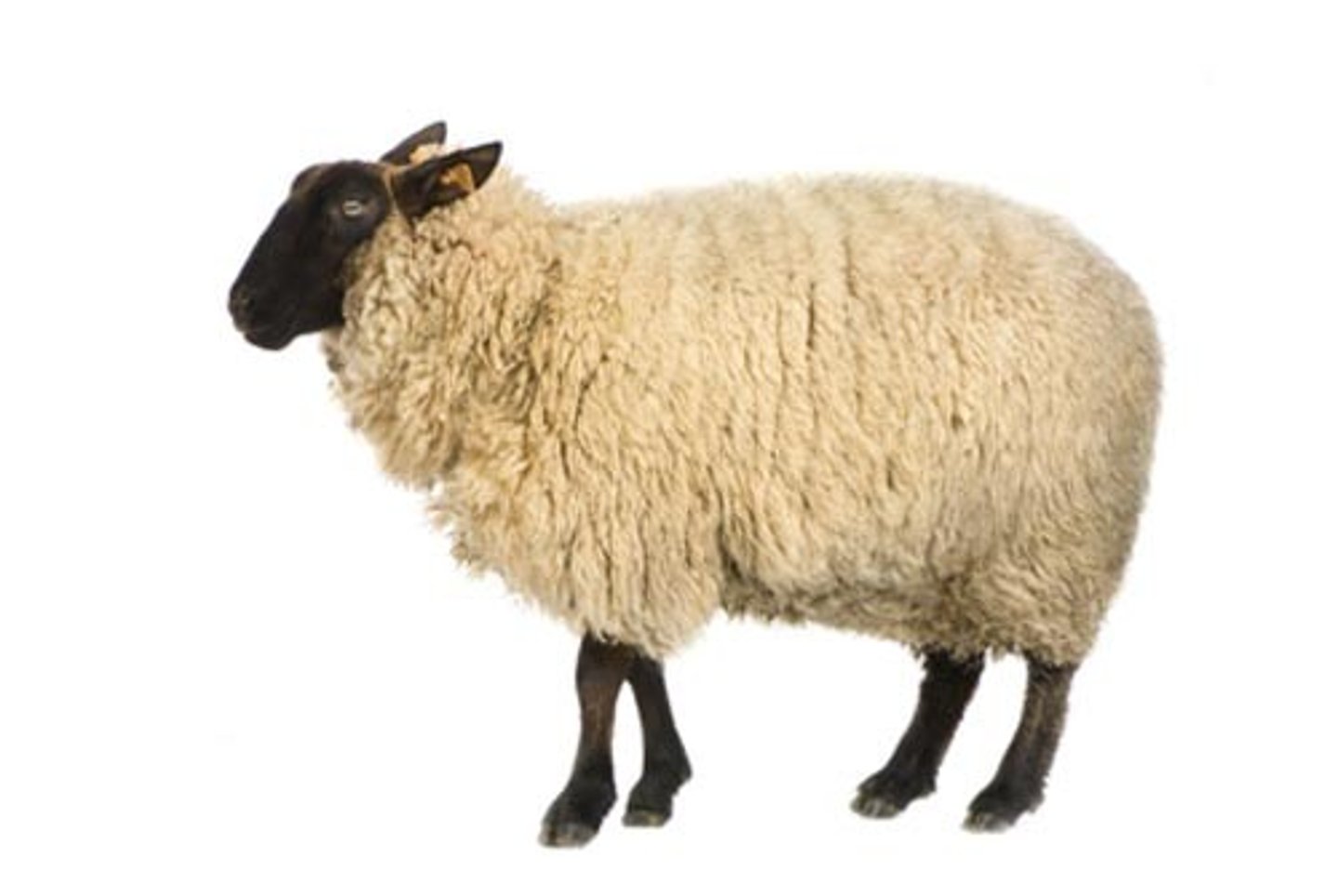 <p>meat obtained from a mature sheep greater than 1 year of age; joint doesn't break</p>