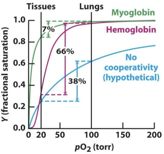 <p>Hemoglobin’s function is to transport oxygen from the lungs and release it into tissues. While its lower oxygen affinity increases the concentration of oxygen needed to reach full (or nearly full) saturation, it also releases oxygen more effectively and readily when compared to myoglobin.</p>