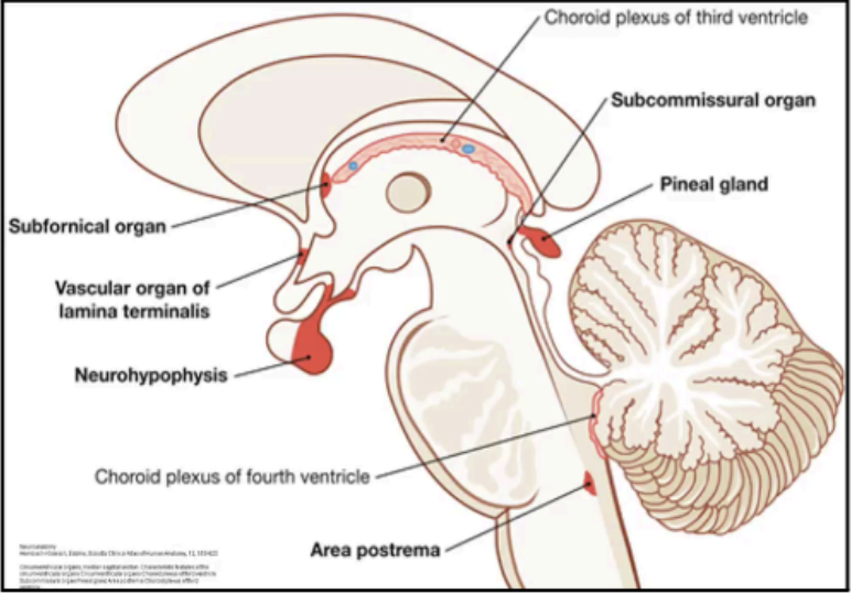 <p>CIRCUMVENTRICULAR ORGANS</p>
