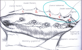 <p>Canine Mammary tumors </p>