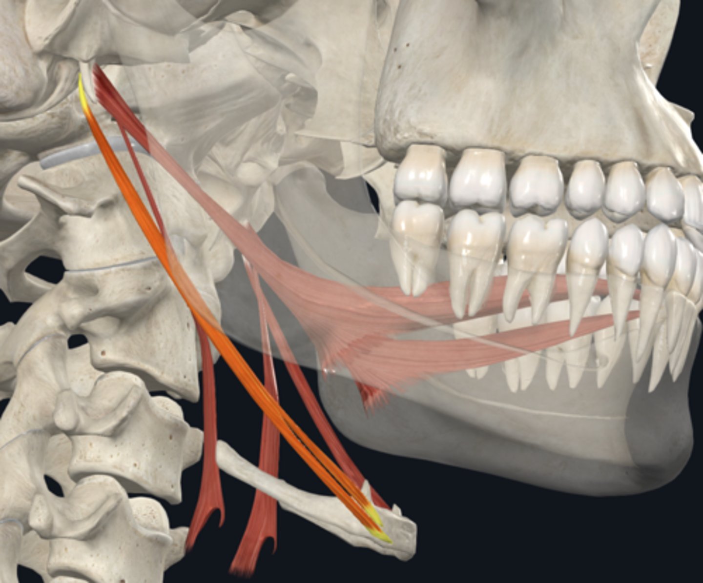 <p>What is the attachment and function of the Stylohyoid muscle of the muscles assocated to the styloid process?</p>