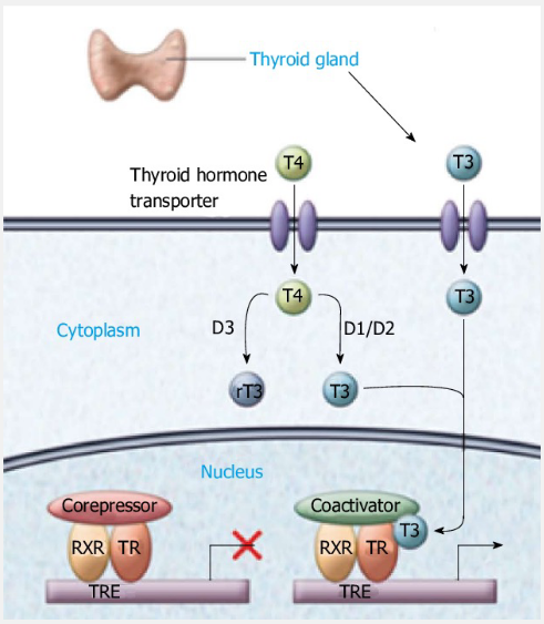 <p>Saturable </p><p>Can be inhibited by amino acids</p><p>In some cells types it depends of Na+</p><p>Role of passive diffusion is limited</p><p>Thyroid hormones rquire trasnporter proteins</p><p>to facilitate their transport across cell membrane</p>