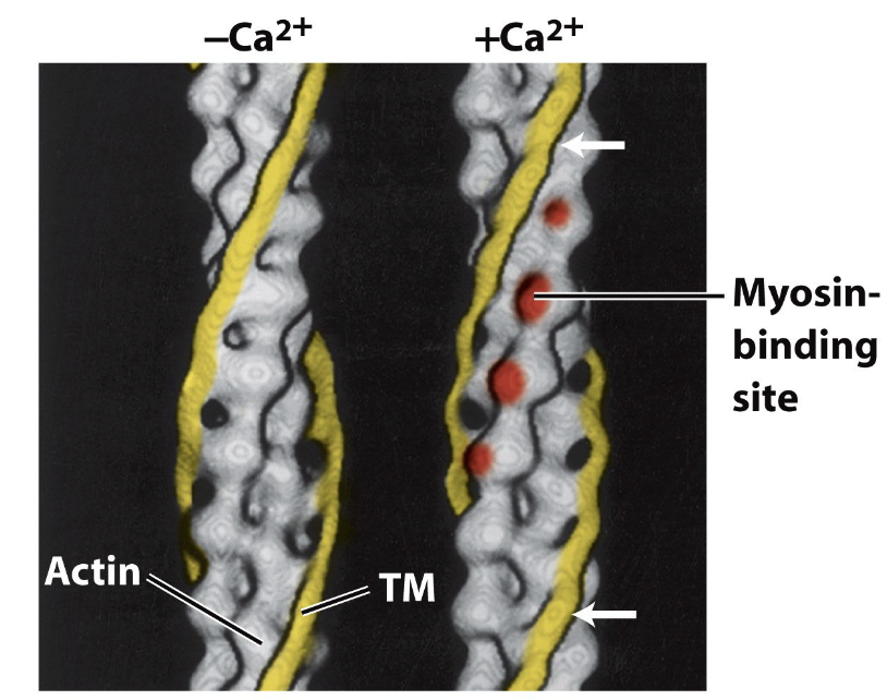 <p>It rotates the tropomyosin to reveal the myosin-binding site of actin</p>