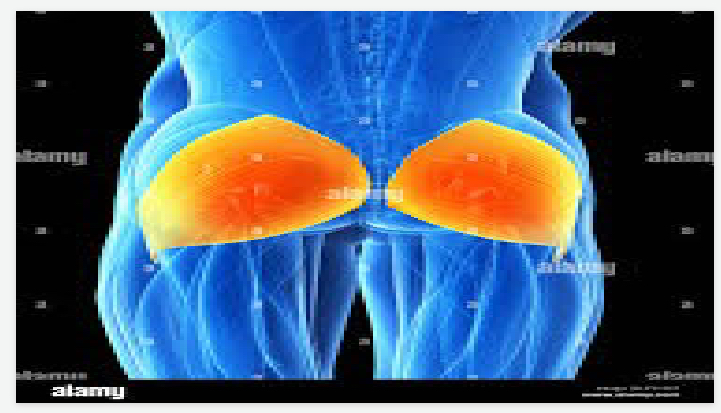 <p>lower body </p>