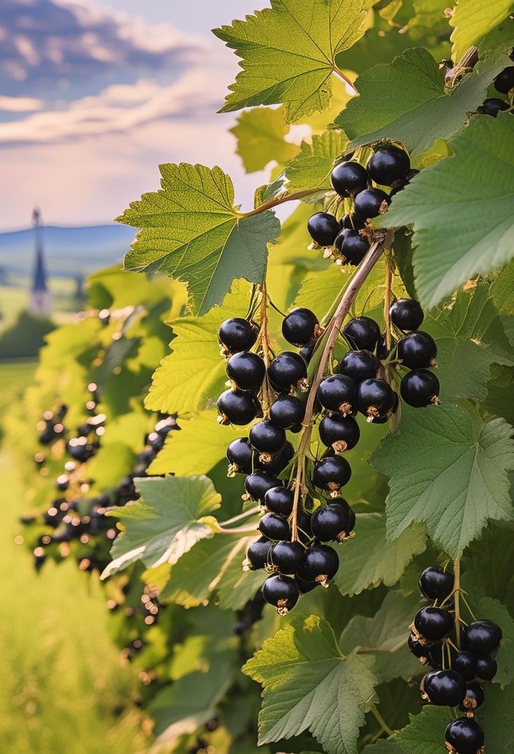 <p>Black Currant Berry Liqueur</p>