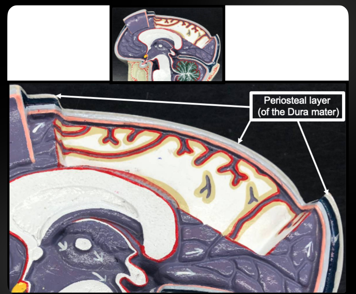 <p>Periosteal Layer</p>