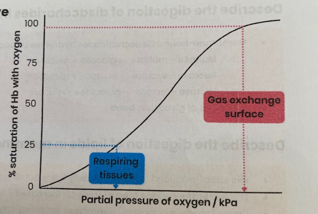 <ul><li><p>Hb has a <strong>low affinity</strong> for O2</p></li><li><p>so O2 readily <strong>unloads/ dissociates</strong> with Hb</p></li><li><p>so % saturation is <strong>low </strong></p></li></ul><p></p>