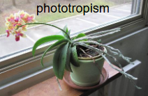 <p>Phototropism</p>