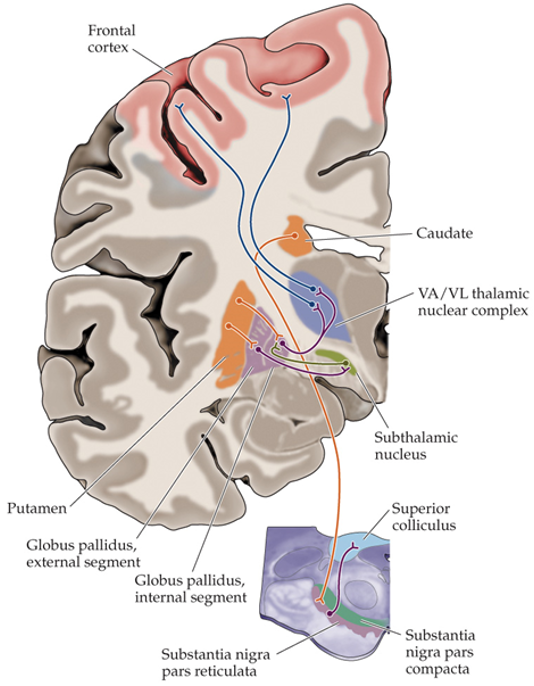 <ul><li><p>SN → brainstem → superior colliculus</p></li><li><p>direct connection to upper motor neurons controlling eye and head movements</p></li></ul><p></p>