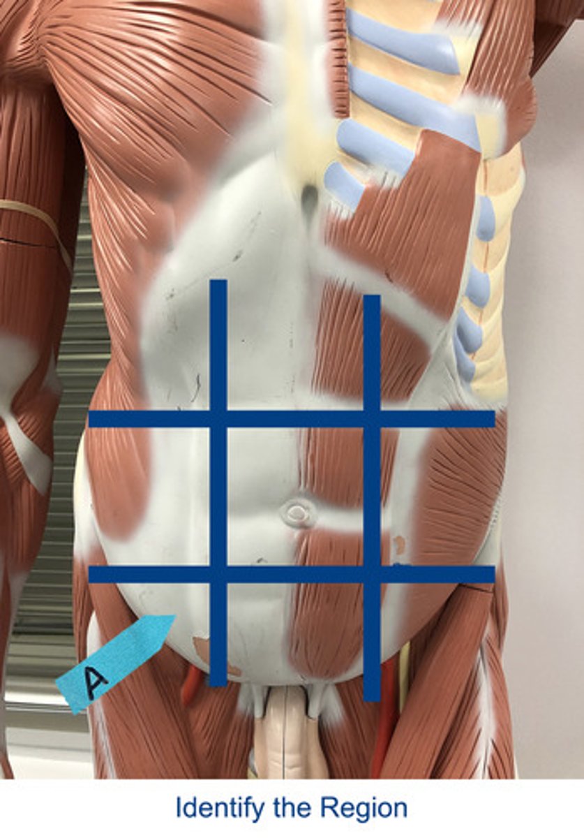 <p>Identify the area indicated by the arrow.</p>