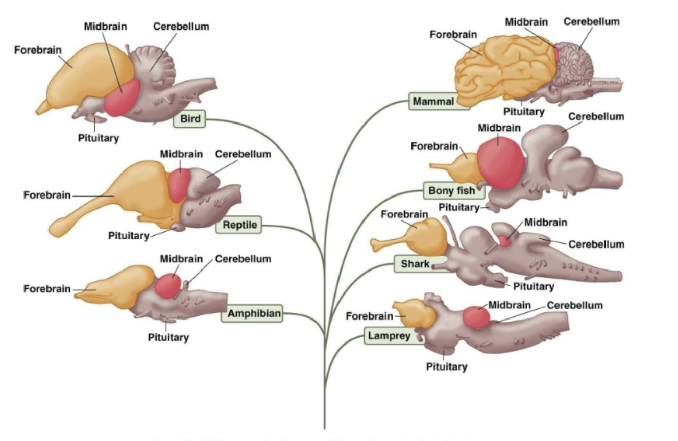 <ul><li><p>Same structures, but could have different shapes, sizes, etc</p></li></ul><p></p>