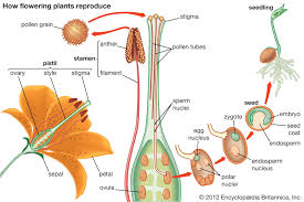 <p>The female reproductive organ in plants</p>
