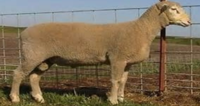 <p>originated in US by cross Rambouillet, Dorset, Targhee, and Finnish Landrace; white in color; ewes and rams are polled; have many of desirable characteristics of the four parent breeds such as: prolificacy, out-of-season breeding, flocking instinct, hardiness, acceptable wool and adequate carcasses</p>