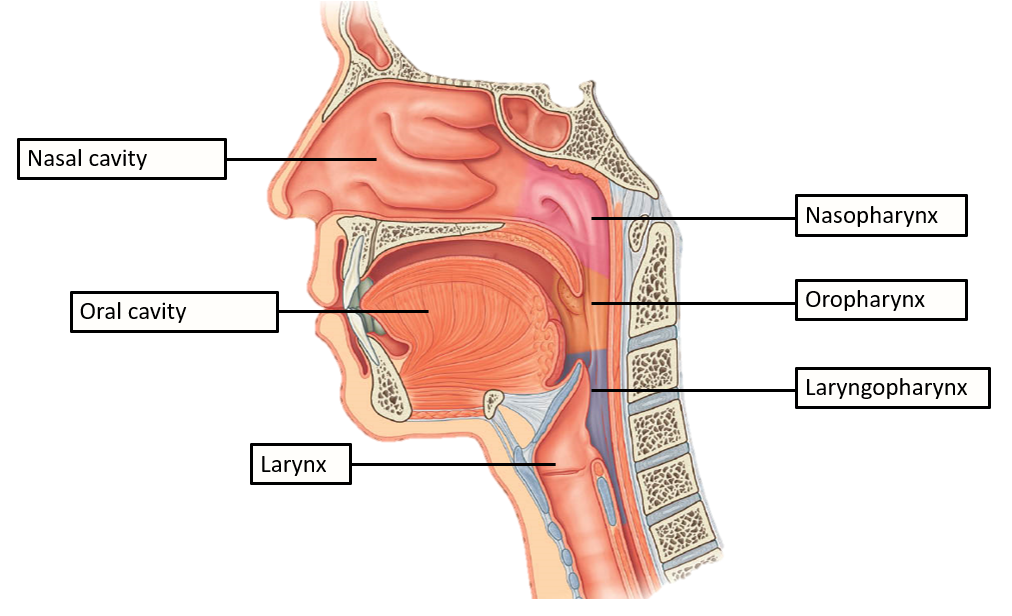<p>Food is voluntarily swallowed and the tongue pushes the bolus (food) posteriorly </p><p>Food contacts the back of the pharynx and the swallow reflex is triggered.</p>