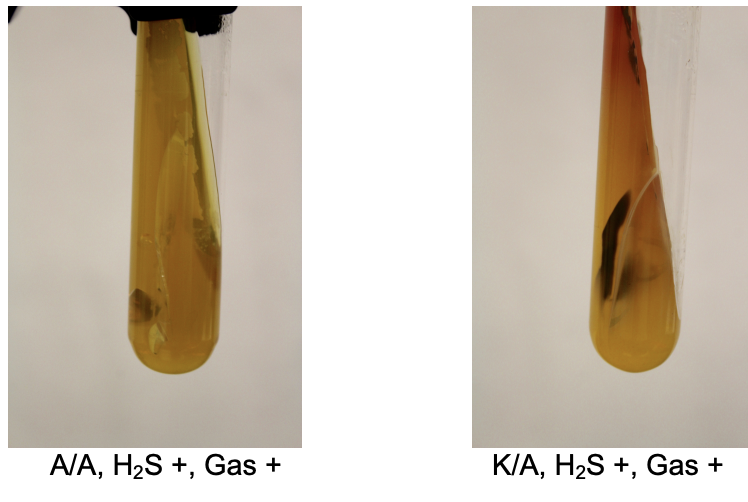 <p>Classification: Differential</p><p>Ingredients:Glucose, Sucrose, Lactose, Iron</p><p>Lab Usage: Used in lab due to its ability to ferment sugars</p><p>Results: cloudy butt indicates fermentation, production of gas will show bubbles</p>