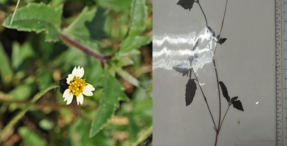 <p>eudicot; a weed that is everywhere; a pest plant</p>