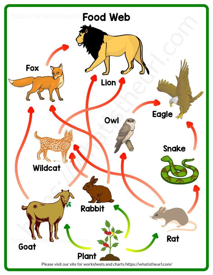 <p>food web</p>