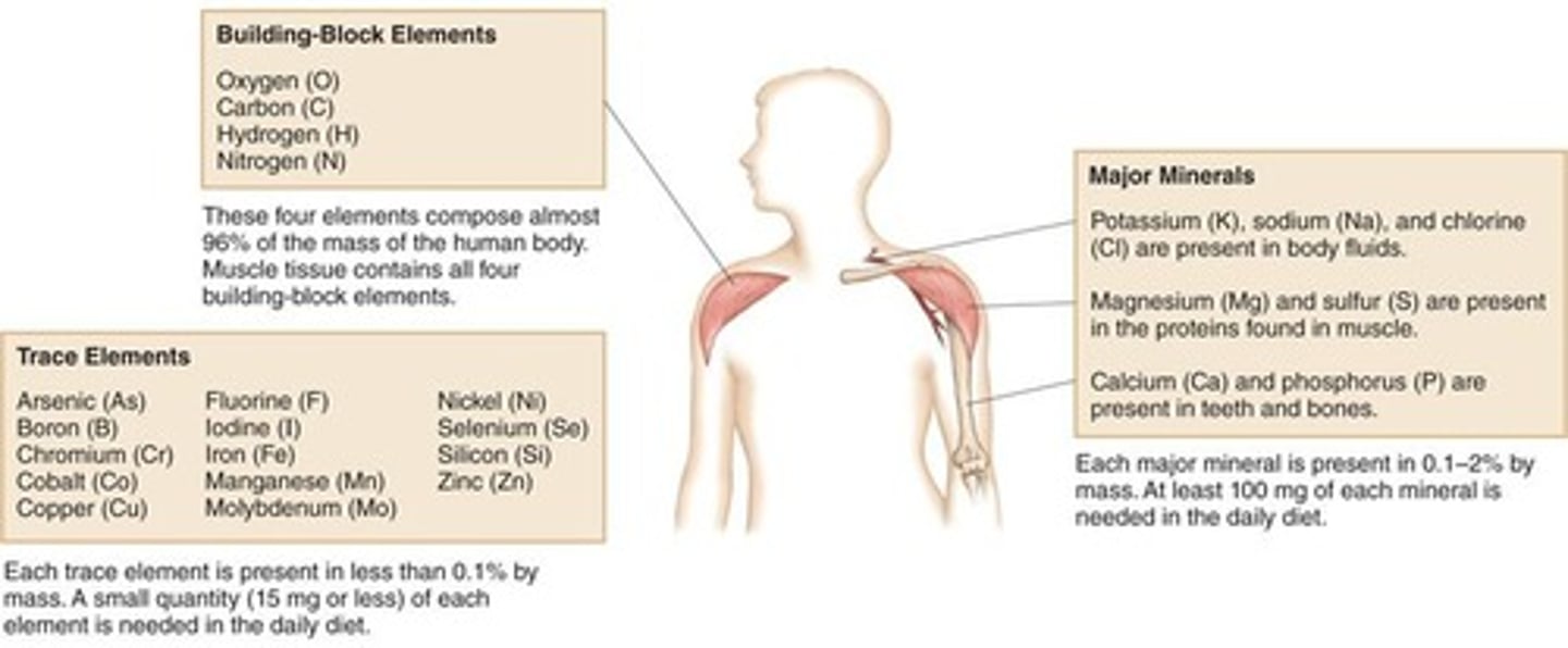 <p>Carbon (C), Hydrogen (H), Nitrogen (N), and Oxygen (O)</p>