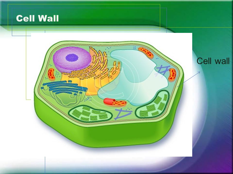 <ul><li><p>only in plant cells, bacteria and fungi</p></li><li><p>provides structure and support and protection</p></li></ul><p></p>