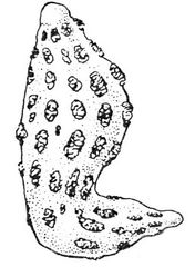 <p>Which attachment classification of placentation is this? And which two species demonstrate it?</p>